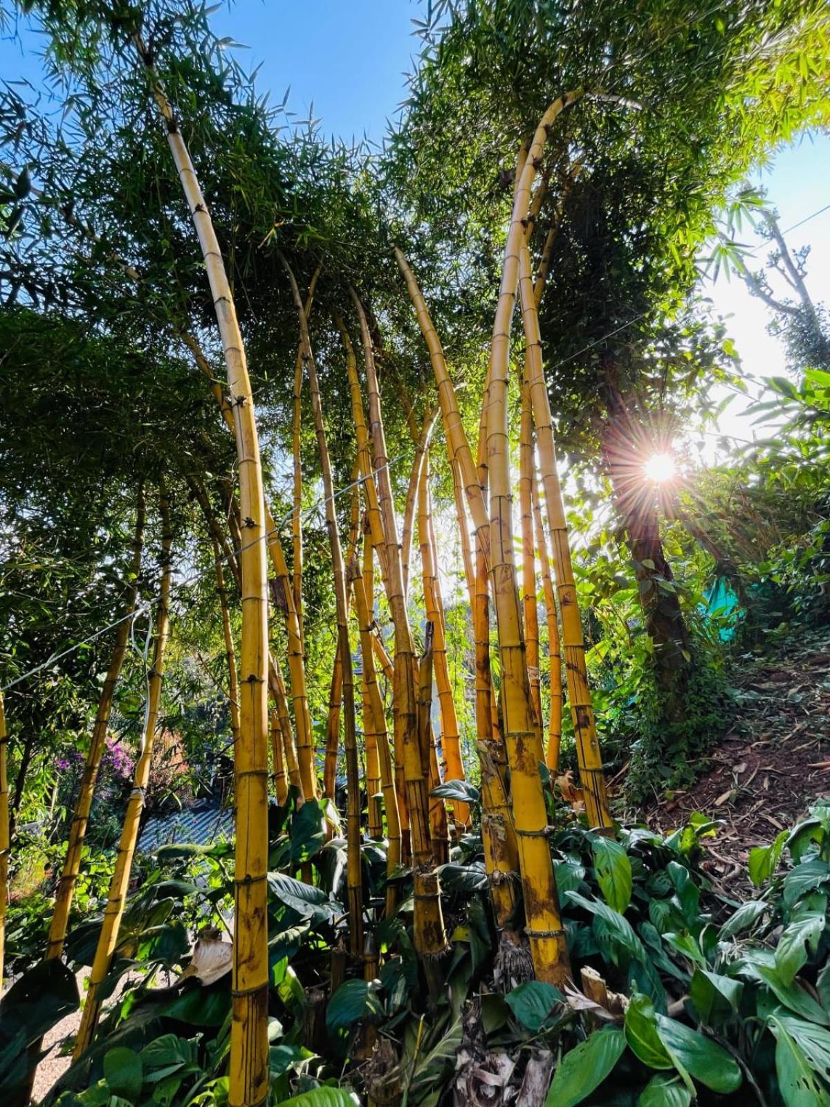 Willa Lush Acres Thekkady Zewnętrze zdjęcie